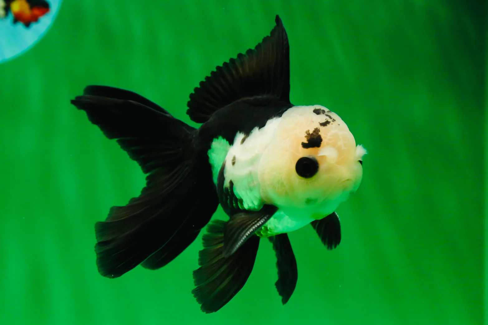 Thumbnail 10