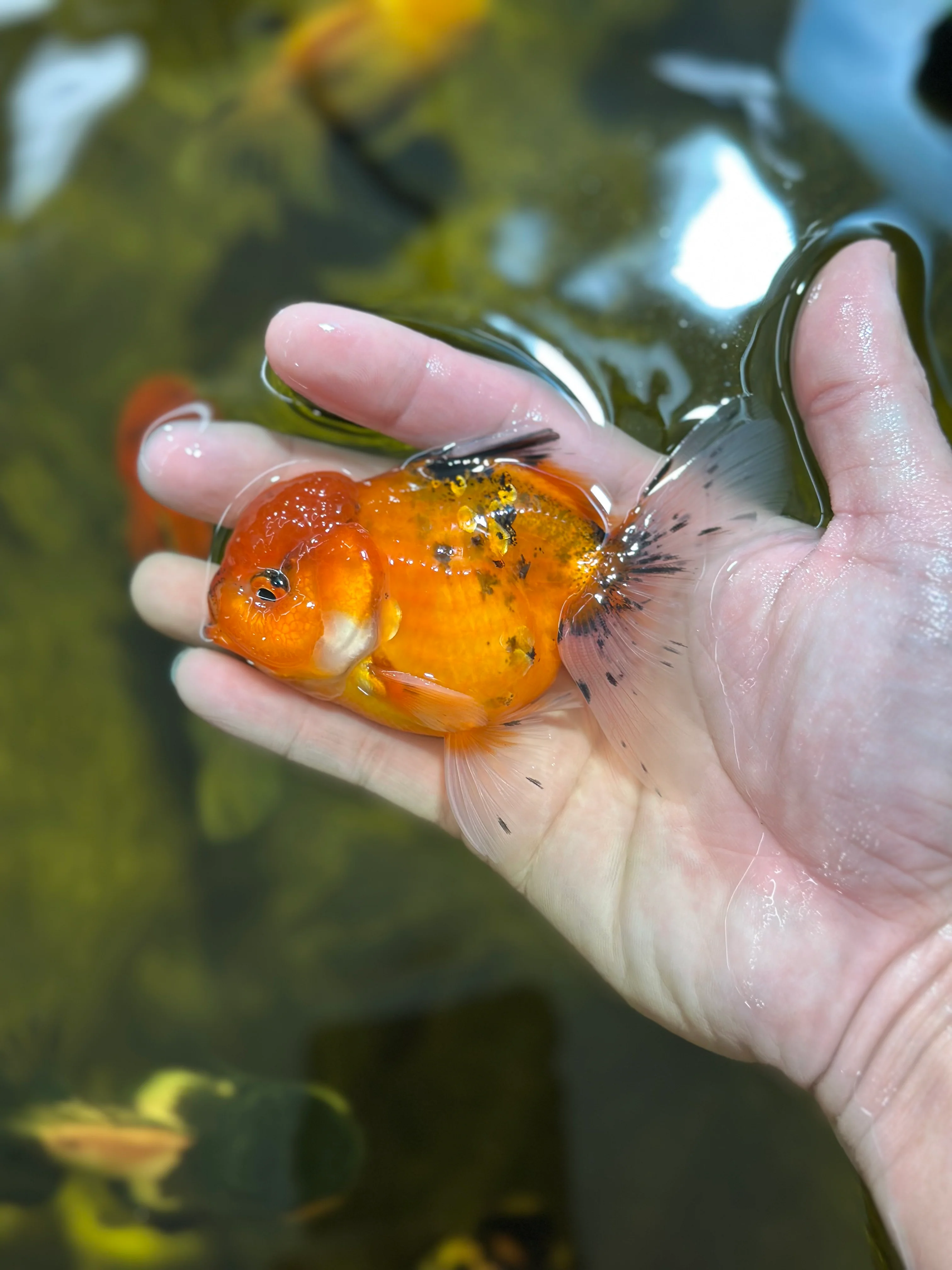 Thumbnail 11